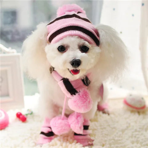 Small white dog wearing a pink and black outfit with a hat, scarf and leggings.