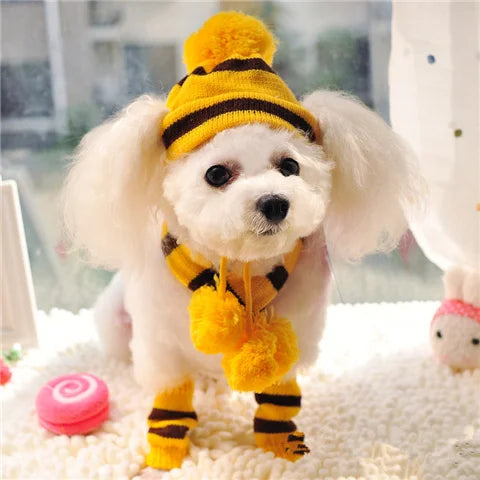 Small white dog wearing a yellow and black hat, scarf and leggings.
