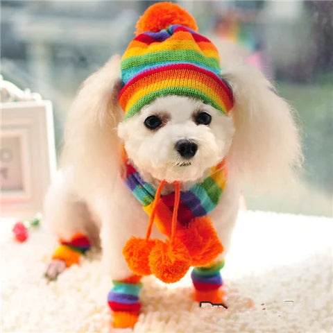 Small dog wearing a colorful rainbow hat, scarf, and leggings on a blurred background