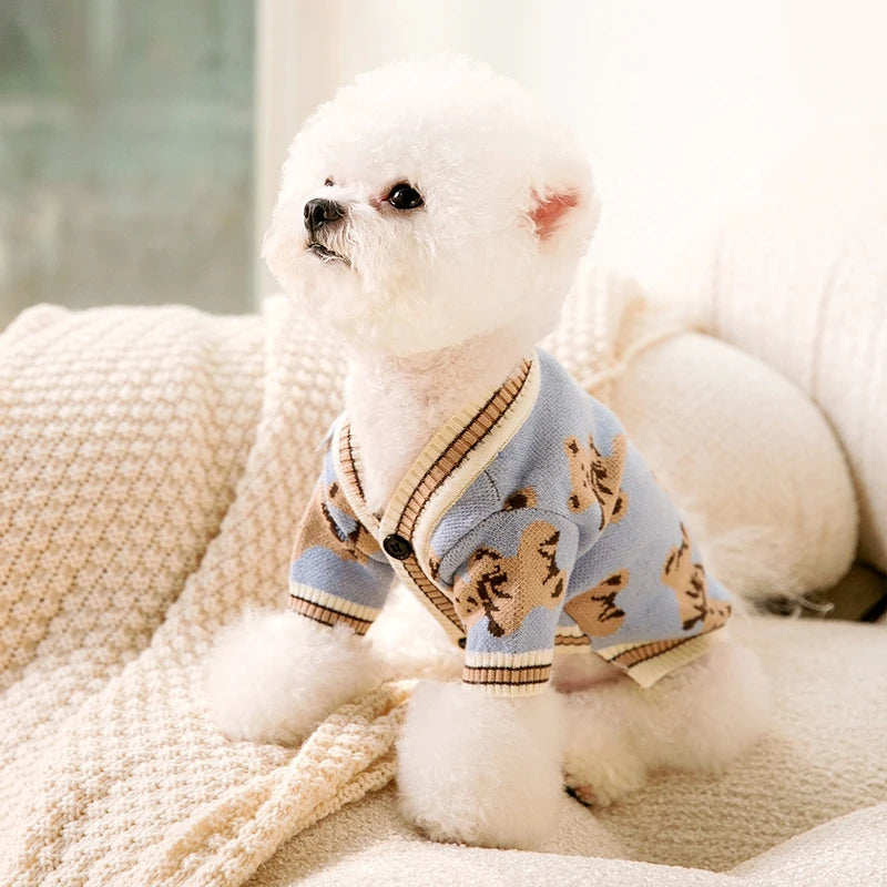 Small white dog wearing a blue patterned sweater sitting on a soft surface.