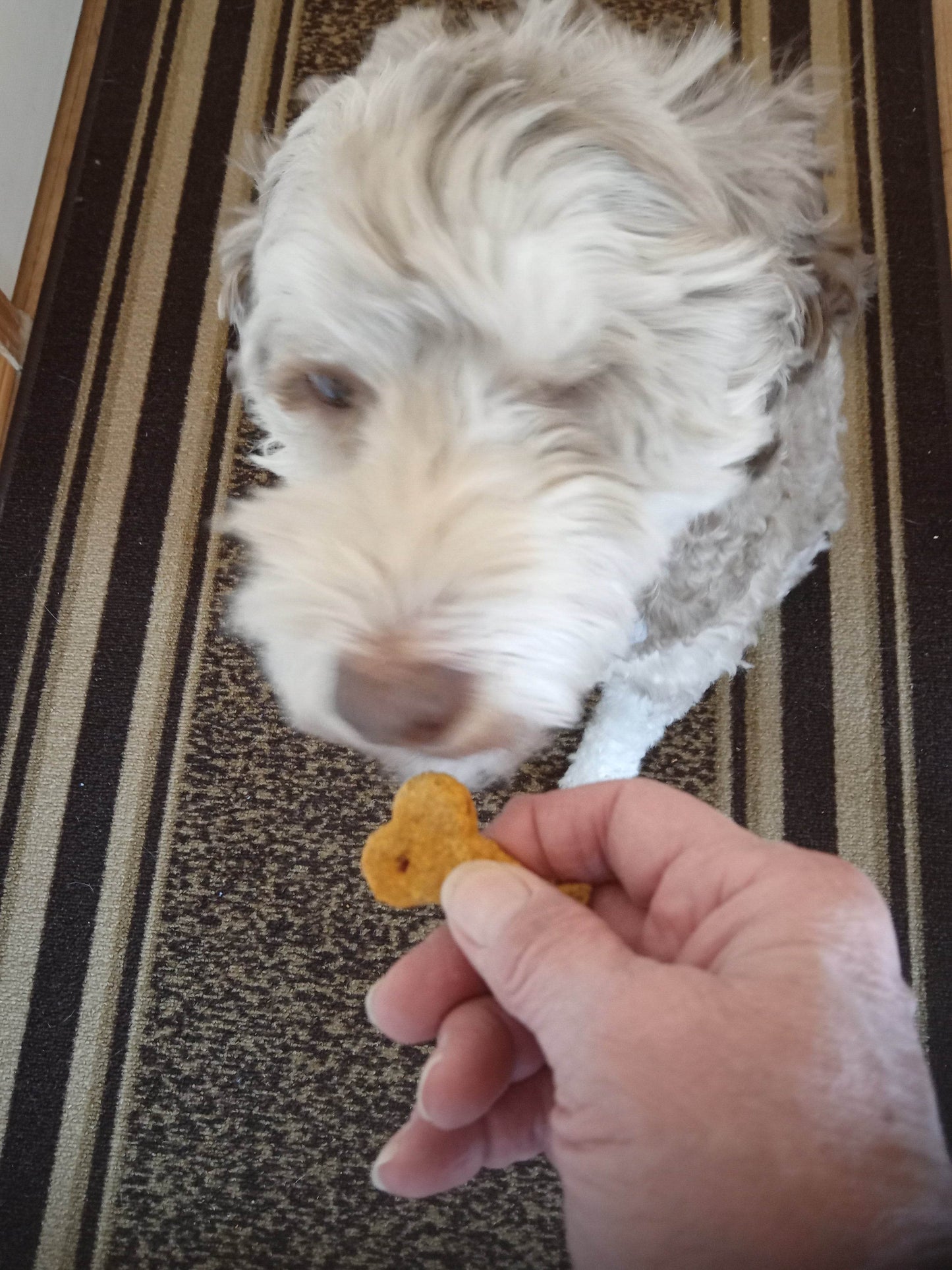 Dog Cookie Treats - Chills Pet Pals