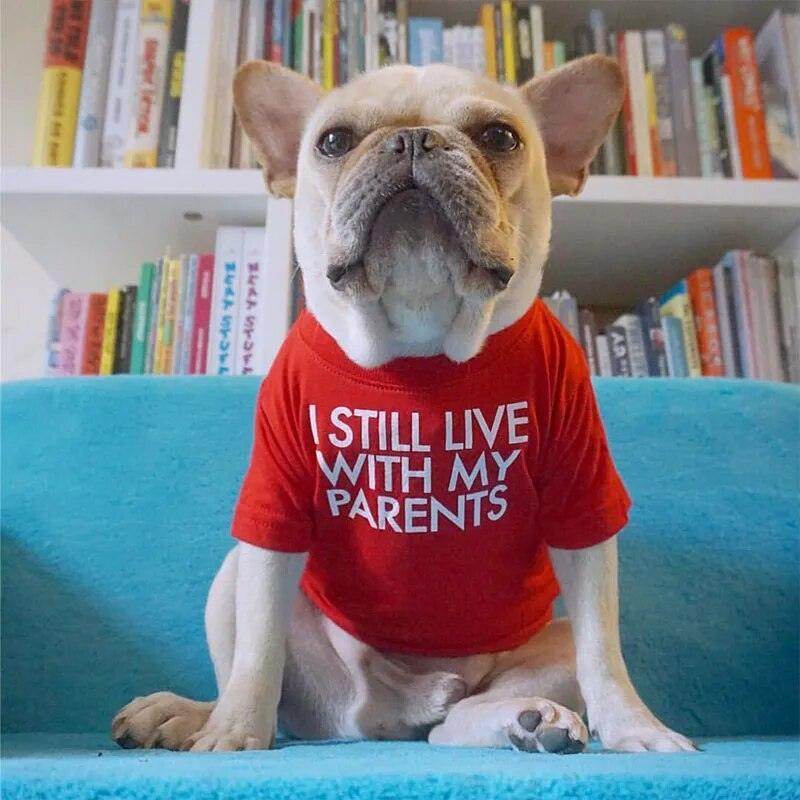 Still live with my parents - Chills Pet Pals