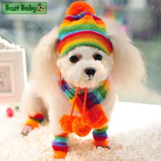 Small white dog wearing a colorful rainbow hat, scarf, and leg warmers with a blurred background.