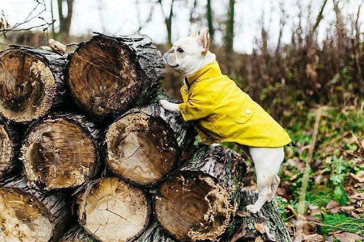 Waterproof Raincoat for Dogs - Chills Pet Pals