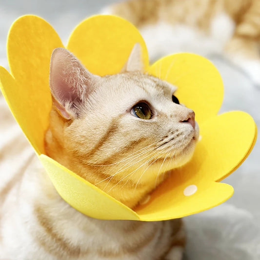 Pet Protective Collar