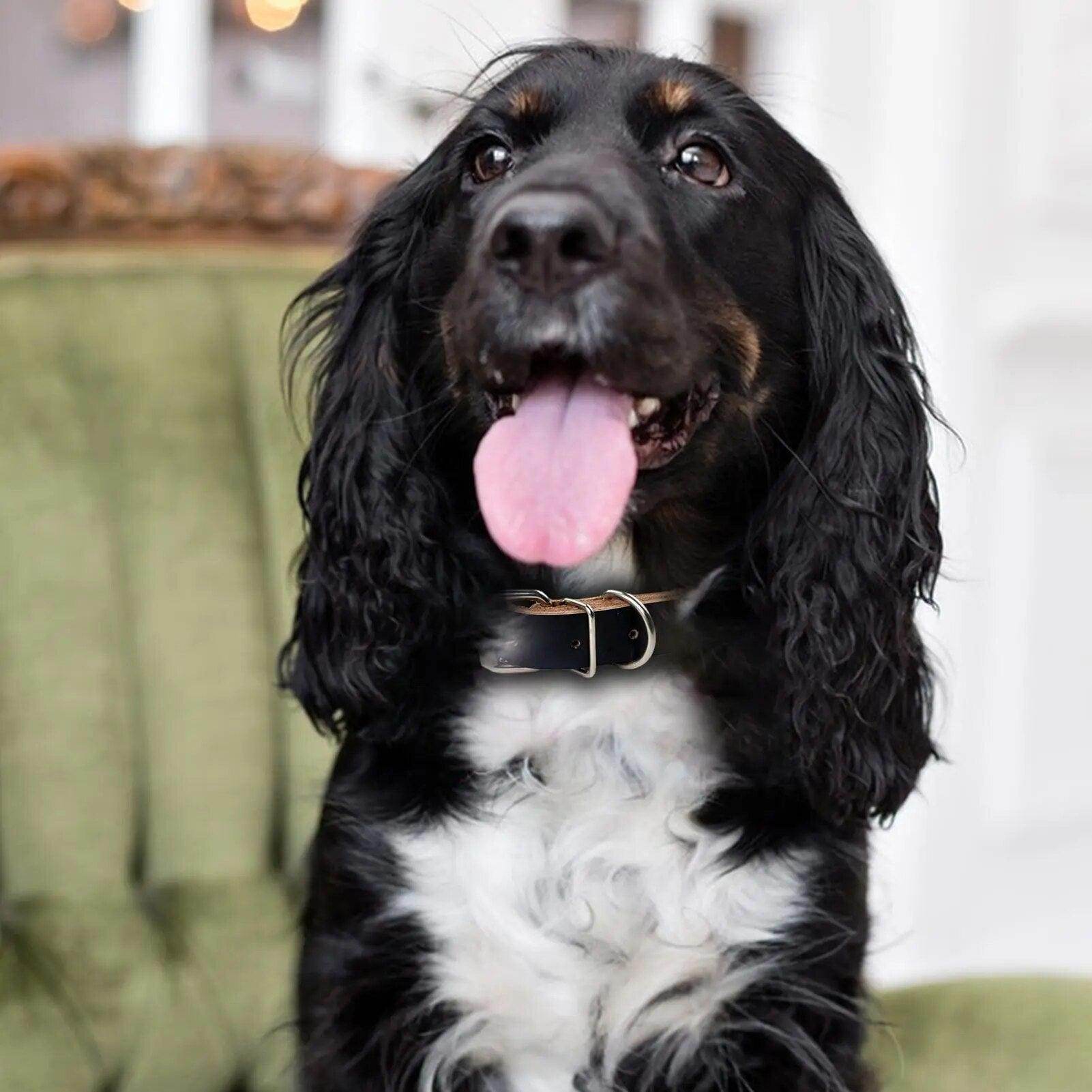 Rolled Leather Dog Collar - Chills Pet Pals