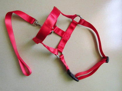 Head Harness Training Leash - Chills Pet Pals