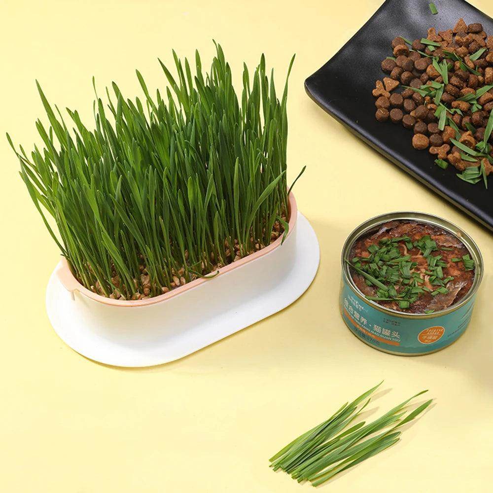 Cat Grass Growing Tray - Chills Pet Pals