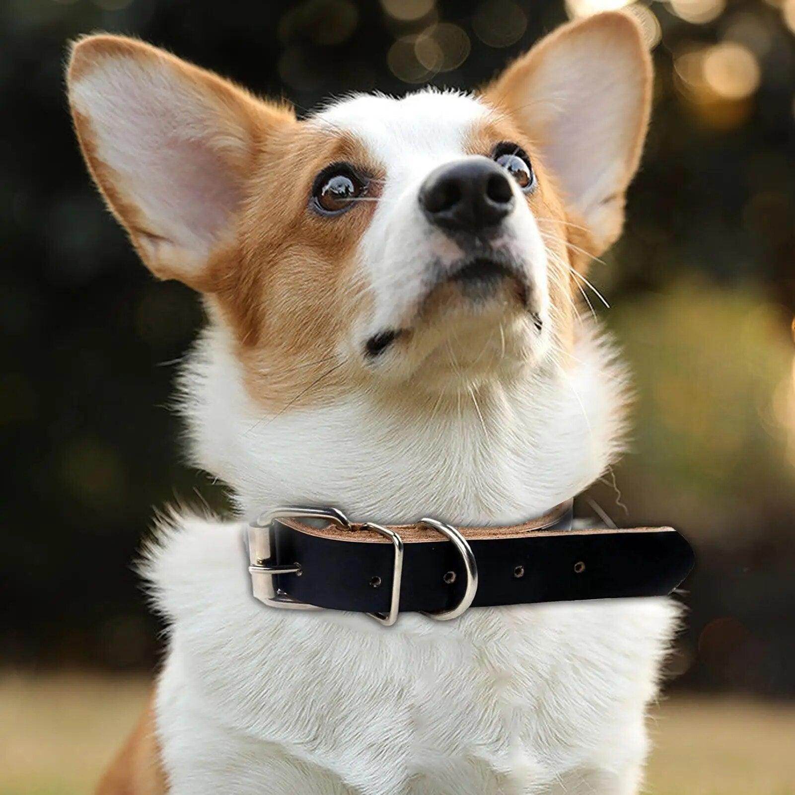 Rolled Leather Dog Collar - Chills Pet Pals