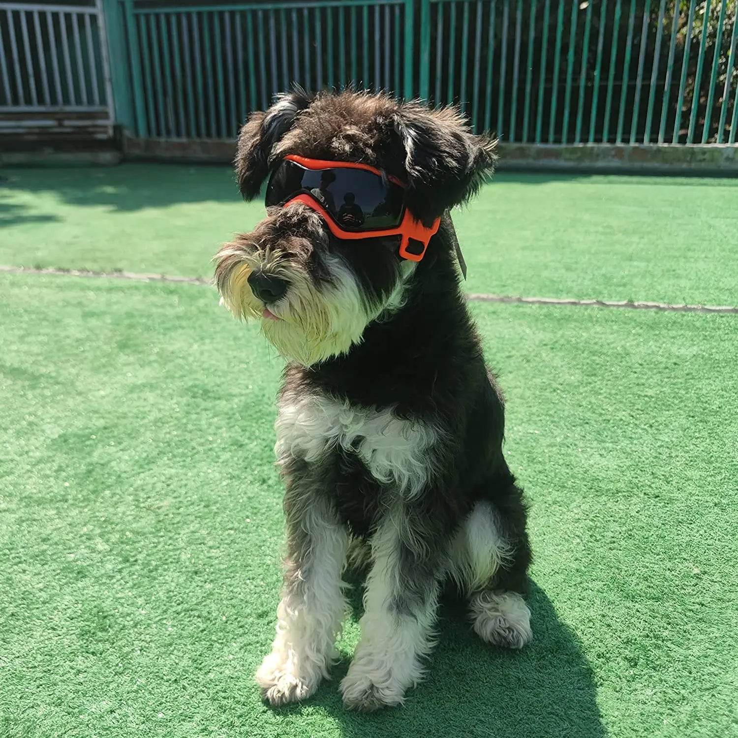 Googles for your pet - Chills Pet Pals