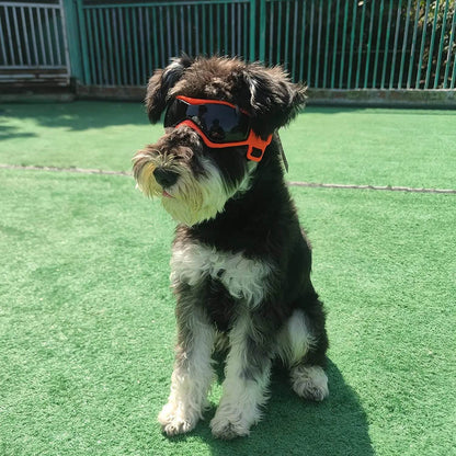 Googles for your pet - Chills Pet Pals
