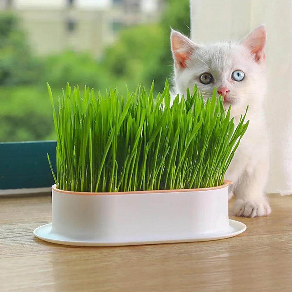 Cat Grass Growing Tray - Chills Pet Pals