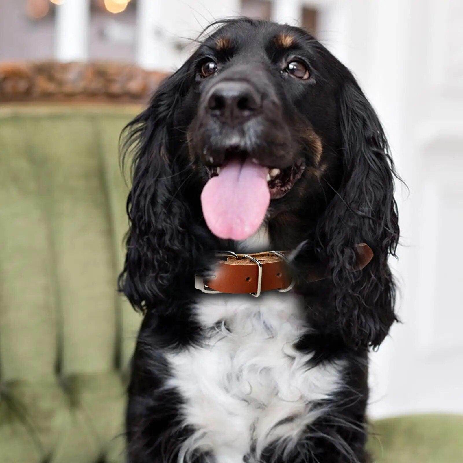 Rolled Leather Dog Collar - Chills Pet Pals