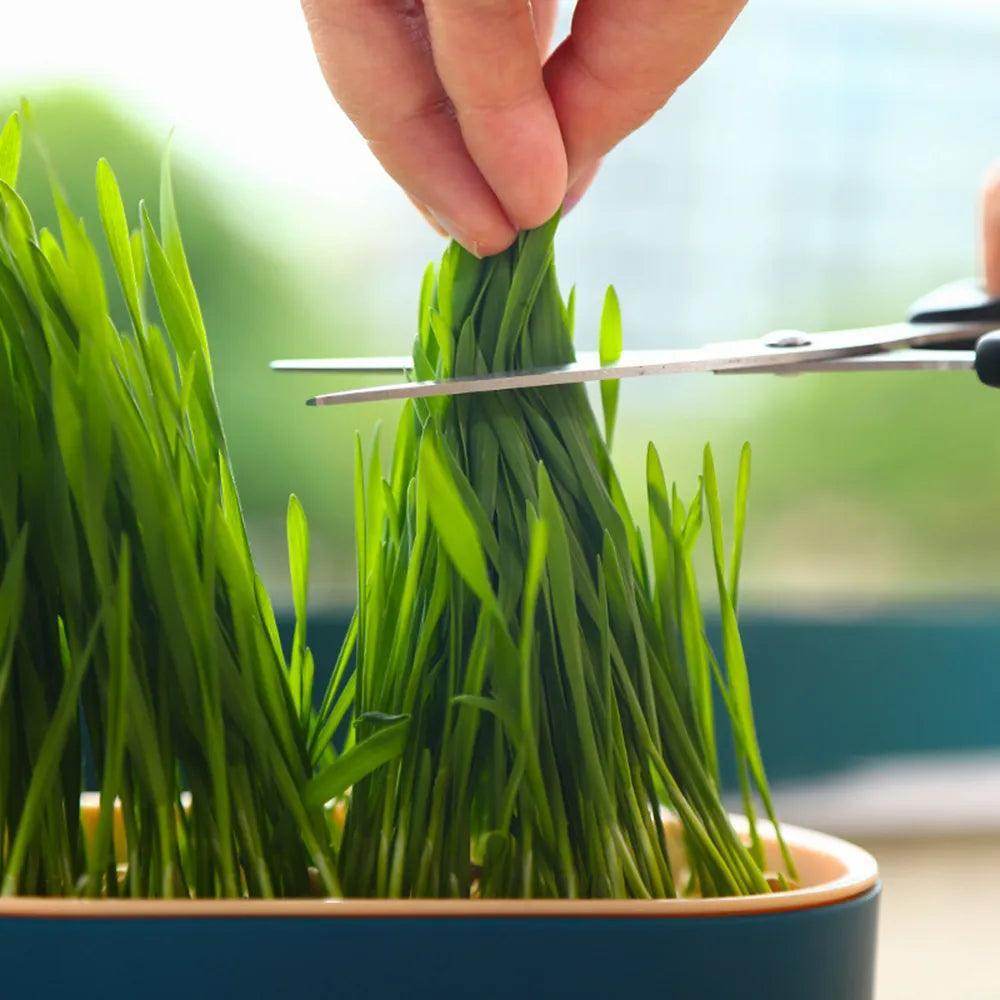 Cat Grass Growing Tray - Chills Pet Pals