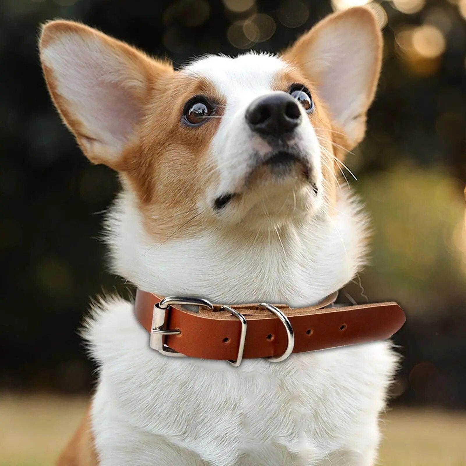 Rolled Leather Dog Collar - Chills Pet Pals