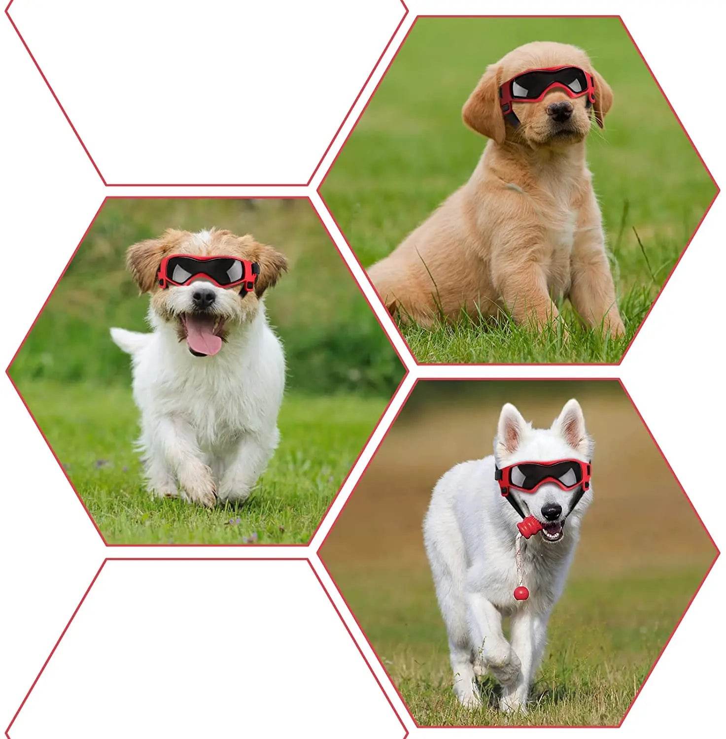 Googles for your pet - Chills Pet Pals